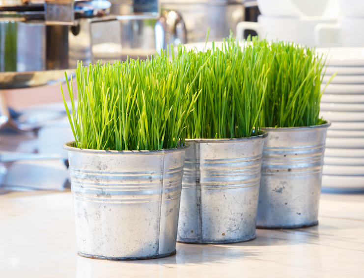 Top 10 Benefits of Wheatgrass